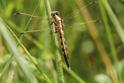 IMG_1362 Orthetrum albistylum imm male.JPG